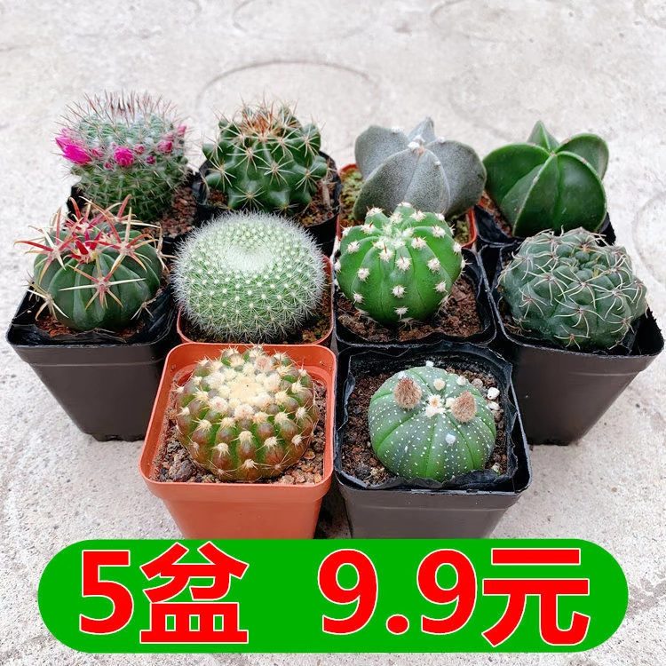 Короткошерстный шар с крупными цветками, малиновый цветок, нефритовый кактус, комнатный цветок в горшке, суккулентный бонсай