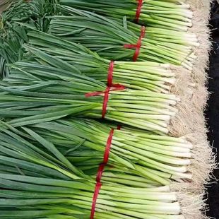 Wholesale Vegetable Seeds Wide Leaf Garlic Seedling Garlic Seeds Citi Leek Four Seasons Garlic Green Garlic High Yield Four Seasonal Planting