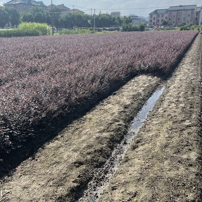 Оптовая продажа шариков красной камелии и кустарников красной камелии для круглогодичного листового покрытия для зеленения дорог.