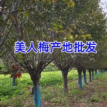 美人梅树苗8cm美人梅价格梅花树产地紫叶重瓣美人梅花树盆栽老桩