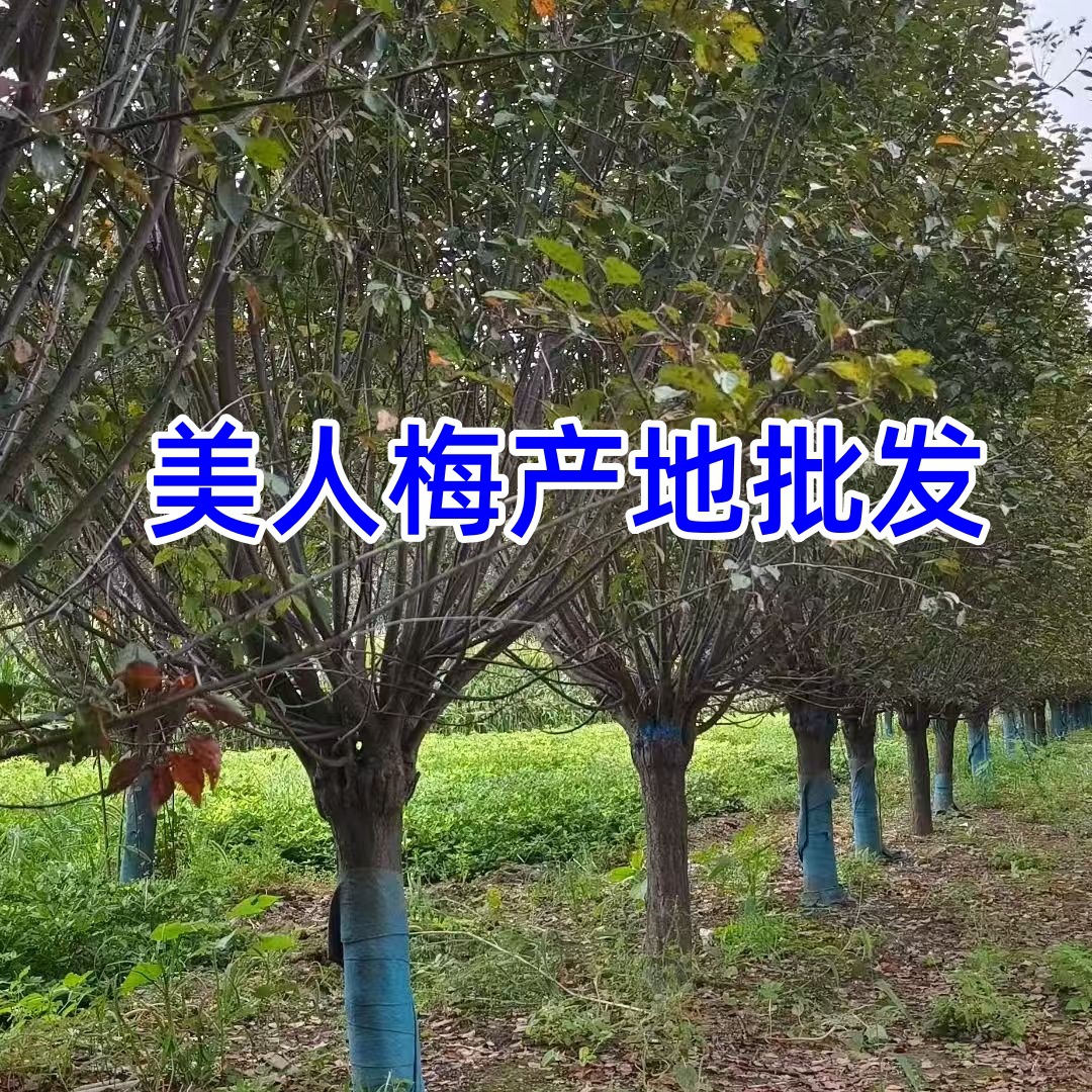 美人梅树苗8cm美人梅价格梅花树产地紫叶重瓣美人梅花树盆栽老桩