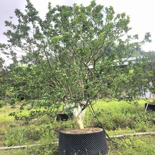 �㙴������ɽ�G�������G�����^����͹��̾G������ֱ�N��С�㙴