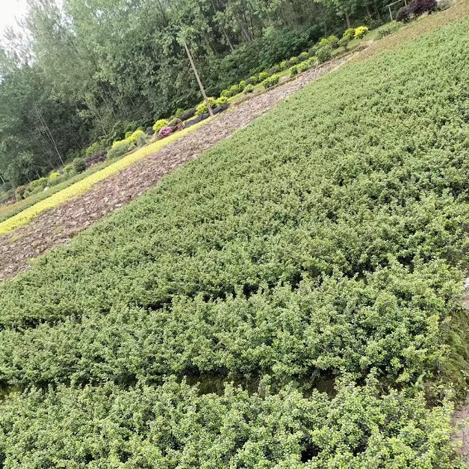 Оптовая база черепахового дерева, малолистной холли, корней холли с идеальным цветовым блоком, прочных и с высокой выживаемостью.