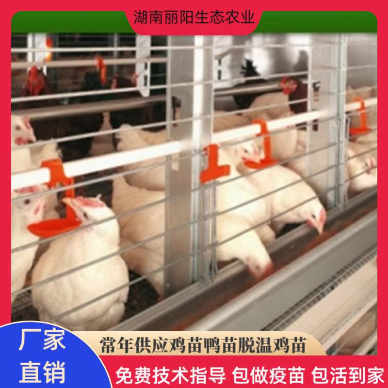 批发鸡苗活体罗曼蛋鸡苗幼崽高产蛋鸡苗出壳一日龄另有三黄鸡乌鸡