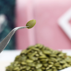 New Arrival Pumpkin Seeds 500g Canned, Original Unshelled Raw Pumpkin Seed Roasted Snack, One Piece Shipping