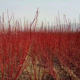 ������ľ �����t��ľ�� �t��ľ�G�h�� �t��ľ���N�� �a��ֱ�l