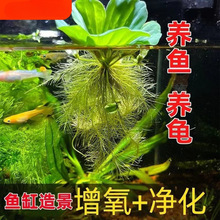 ˮܽ�ظ�Ƽˮ���~�؃���ˮ�|ֲ����������҃�������B�~�Nֲ�ŷ�