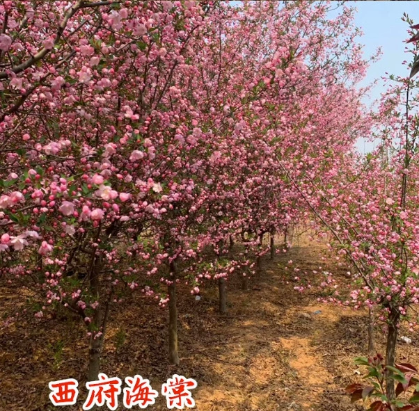 Дропшиппинг саженцев яблони Xifuping, морозостойких растений для двора, посадки на открытом воздухе, цветения в любое время года, подвесной шелковый яблонь в Северной Америке.