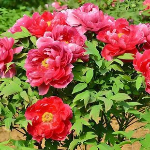 �^�pĵ���ذ���Ӵ󻨰�ĵ�������ļ��҃������̨�ͺ��辰