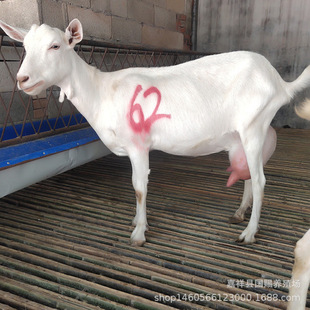 ɽ���L����ɽ���Bֳ�� �߮a��ɽ�����һֻ �Ų��d��ź��s����