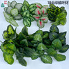 18 white -headed taro leaves 18 heads of water Guanyin Engine