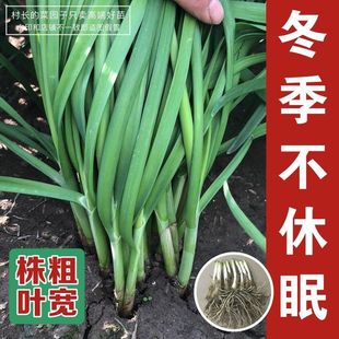 Snow Leek Root Broad-Leaf Leek Root Seedlings Now Dug First Stubble Thick Red Root Leek Root All Year Round Potted Balcony Leek Cold-Resistant
