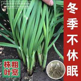 雪韭菜根宽叶韭菜根苗现挖头茬粗红根韭菜根四季盆栽阳台韭菜耐寒