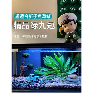 ���~�G�Ź�ˮ��ֲ���~�׹ŷ��B�~�����ˮ��Gֲ��ԑ����쾰�ʹ�
