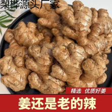 3035老姜头生姜新鲜现挖老母姜月子土姜蔬菜整箱批发姜母