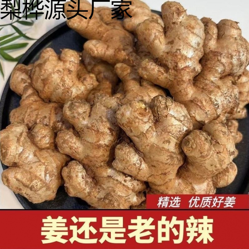 3035老姜头生姜新鲜现挖老母姜月子土姜蔬菜整箱批发姜母