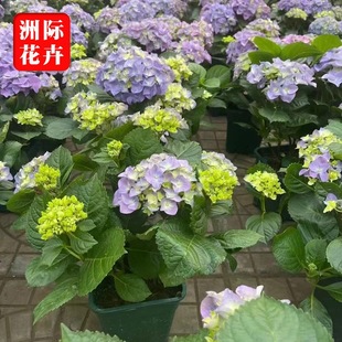 Hydrangea Potted Wood Hydrangea Endless Summer Hydrangea Cone Hydrangea Hydrangea Flower Border Plant