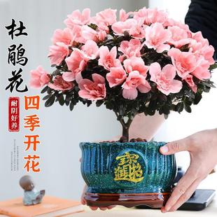���N�������ذ껨��ֲ���҃��k�����Ϙ��ļ��_������Gֲ���B�׻�