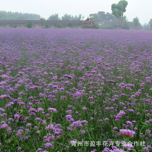 Evergreen Verbena Potted Seedlings for All Seasons, Perennial Florals, Landscape Plants, Green Grass Florals, Willow Leaf Verbena Seedlings