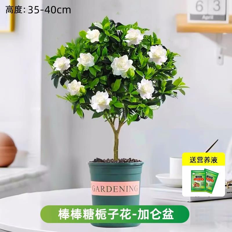 롤리팝 치자나무 약 40cm(갤런 화분) + 영양액 [새싹이 많음]