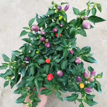 ���ݻ���׃ɫ����ʽ���ʽ�С���Լ�ͥԺ�̨�^�p�������Gֲ