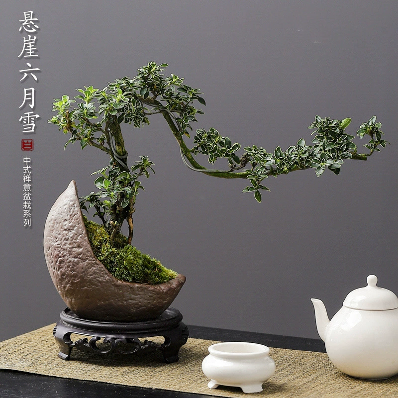 Шестимесячное маленькое зеленое растение в горшке в форме снежного скалы для гостиной и спальни с бесплатной доставкой.