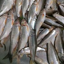 (��ƿ��̖���x)��~���x��a�~�_���~ʯ���~�R�ڰחl���x�~�D����