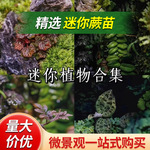「空城里」姬虎耳草狼尾蕨薜荔铁线蕨宝石兰卷柏微景观迷你植物