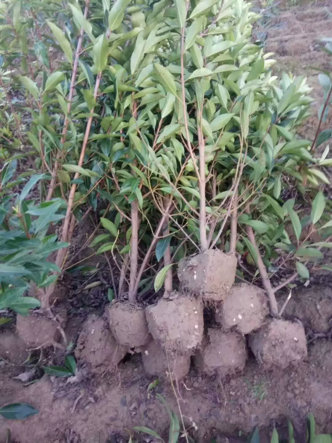 Зеленый Коралловый Сяошань базы прямых продаж французский Холли хедж озера Циншань рассады с полным сортов и спецификаций