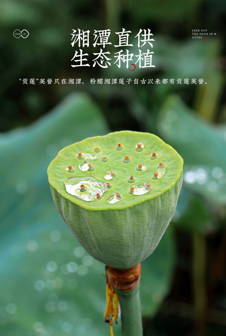 Xiangtan Lotus Seed Jar 460g Peeled Core-Removed Lotus Seeds for Soup and Congee key features