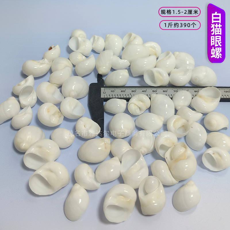 貝殻と法螺貝 1～2cmをポンド単位で販売、貝殻と砂を混ぜて手作りのDIYテーブルを製作、ドリフトボトルを製作|undefined