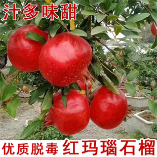 ����ʯ������ش�׻�������ʯ��������Ե��Ա��Ϸ��Nֲ����Y��