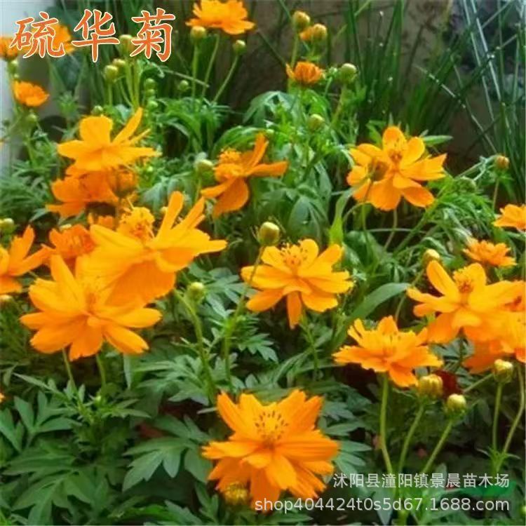 【跨境供货】硫华菊种子格桑花种子黄波斯菊花籽庭院景观绿化花海