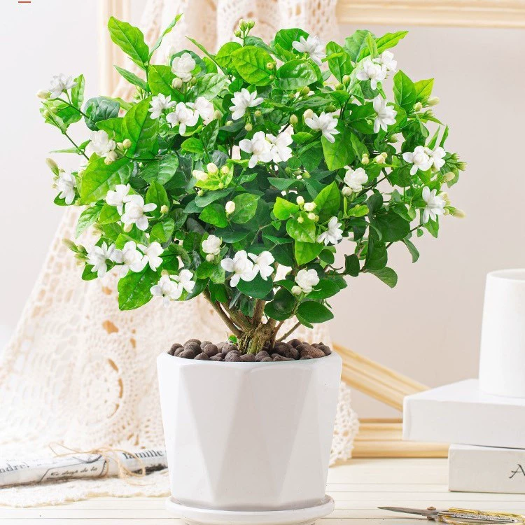 Саженцы жасмина в горшках с бутонами, девятимильные ароматные старые гидропонные цветы гардении и зеленые растения для использования в помещении в любое время года.