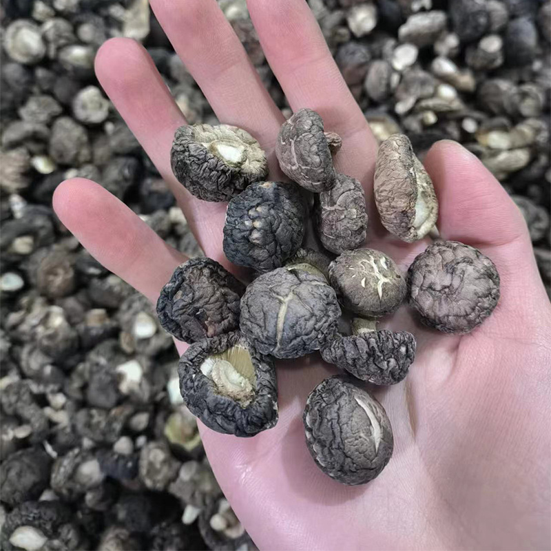 产地直销香菇 剪脚无根厚肉春菇 小花菇香菇煲汤南北干货 椴木菇