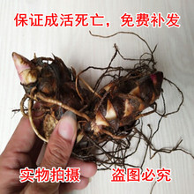 美人蕉种球带芽根茎四季易养花卉盆栽室外庭院地栽植物花苗多年生