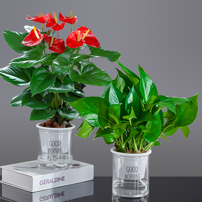 [2개 세트] 프리미엄 안스리움 + 프리미엄 포토스 + [굿모닝 세면대] + 영양액