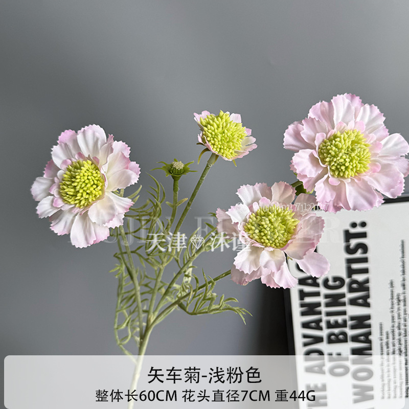 수레 국화