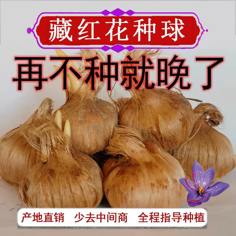 Лекарственные шафран в горшках саженцы шафран съедобные холодостойкие цветы саженец шафран луковиц