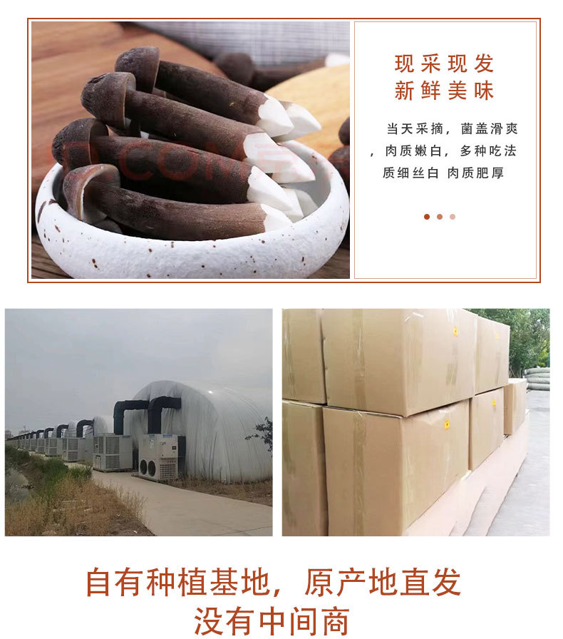 鸡枞菌详情页_05.jpg