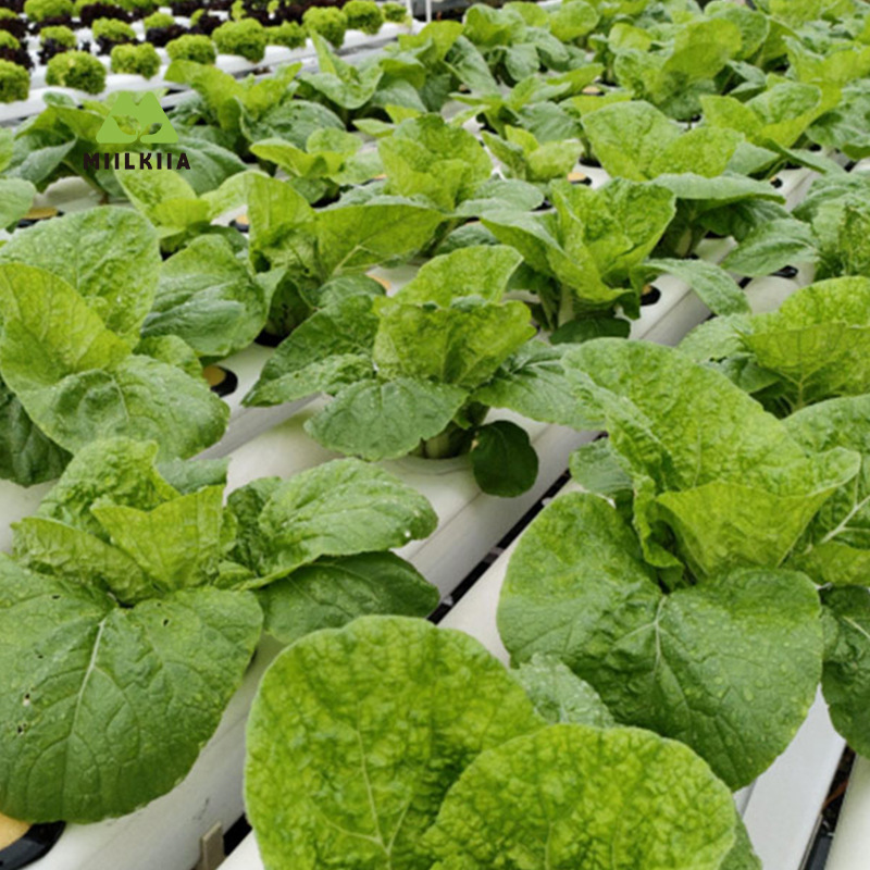 Tubo hidropónico NFT de PVC de doble capa, hueco, blanco y negro, de 100*80 mm, para cultivo de frutas y verduras sin suelo.