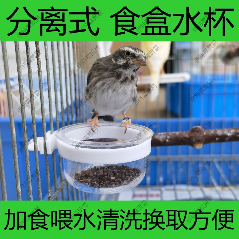 새용 부드러운 음식 접시와 그릇, 분리된 음식 상자, 옥새, 무궁화 새, 카나리아, 황금 녹색 회색 제비, 열 자매, 문냐오 앵무새