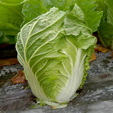 ﲥײ˷N̖ײѸ߮a~ĽYļr߲˷N