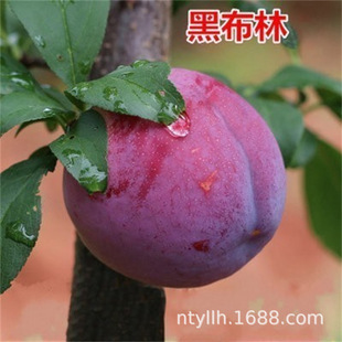 �ڲ��ּt����Ī�����������������޽����ϱ����Nֲ���Ե��ԽY��