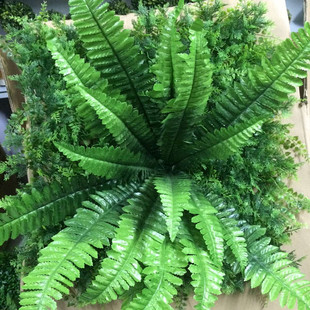 ���Ʋ�˹ާ���滨�� �bGֲ��˹��ާ� ����ֲ��̦�\�Gֲ��˹��