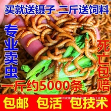 �S��ֱ�N����x�S���x�N�x���~�����}������ʯ���B������N�Bֳ�