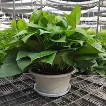 绿萝盆栽花卉室内绿植水培吊兰180大叶绿萝110绿罗植物