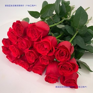Red Rose Flower Express Delivery in the Same City, Yunnan Base, Direct Delivery, Direct Approval, Chinese Valentine's Day, Family Water Cultivation Office