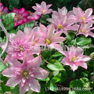 �F��ɏ���ٻ���ֲ��С�����~�ͺ�ͥԺ�»��϶��{�y��ơ���۷�֮��