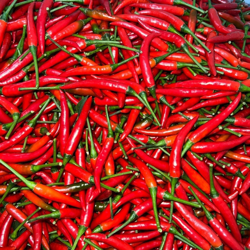 小米辣椒新鲜红辣椒小米椒新鲜批发泡椒蔬菜鲜椒指天椒特辣王包邮